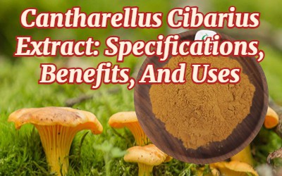 Ekstrak Cantharellus Cibarius: Spesifikasi, Faedah dan Kegunaan