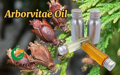 Arborvitae Oil 1 Arborvitae Oil 1